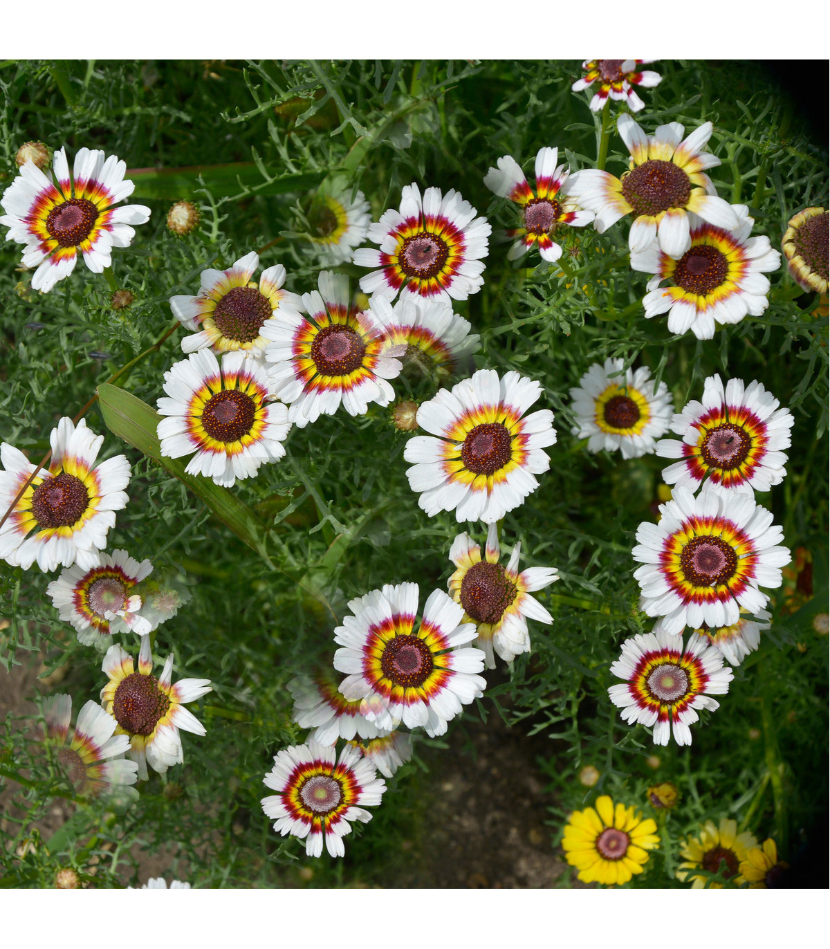 Kopretina kylnatá - Chrysanthemum carinatum - prodej semen - 100 ks