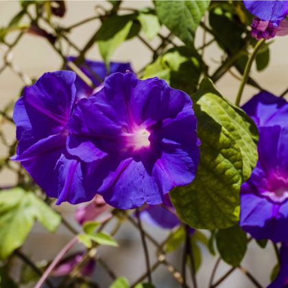 Povíjnice nachová Kniolas Black - Ipomoea purpurea - prodej semen - 20 ks