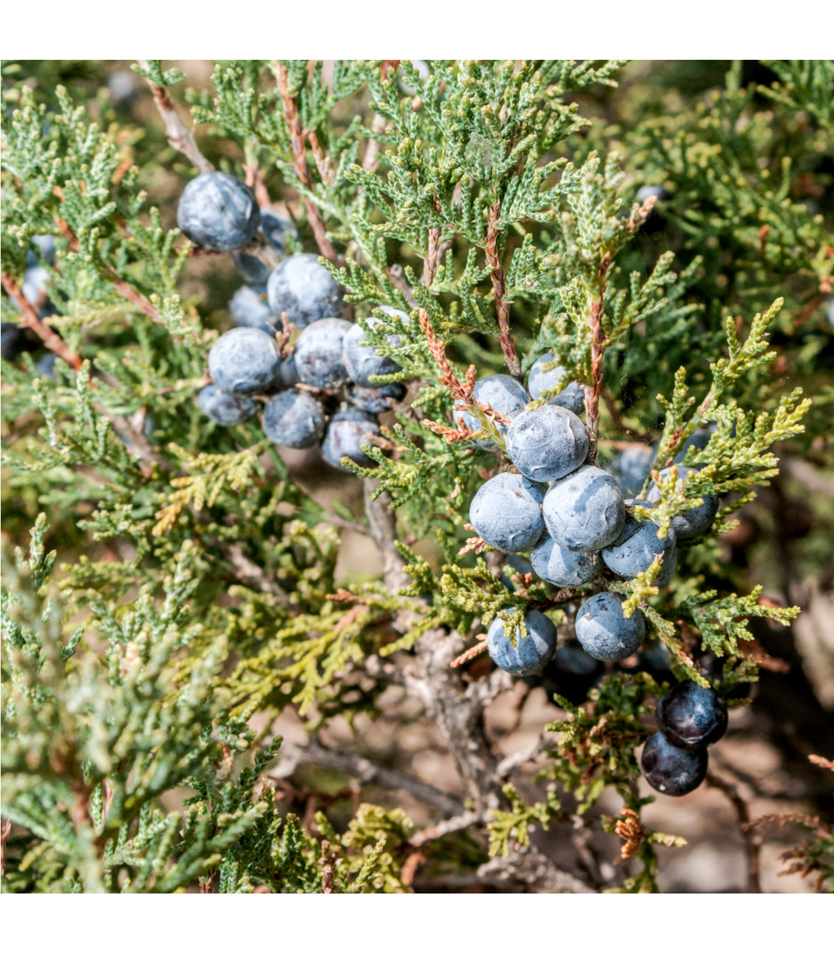 Jalovec - Juniperus excelsa - prodej semen - 5 ks
