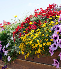 Letničky na balkón - směs - prodej semen letniček - 0,9 g