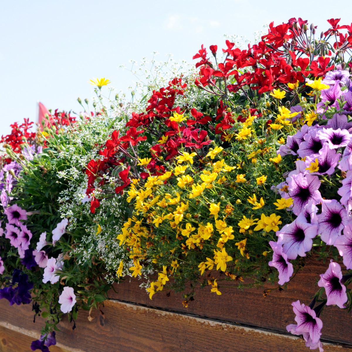 Letničky na balkón - směs - prodej semen letniček - 0,9 g