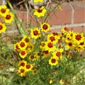 Krásnoočko dvoubarevné nízké - Coreopsis tinctoria - prodej semen - 50 ks