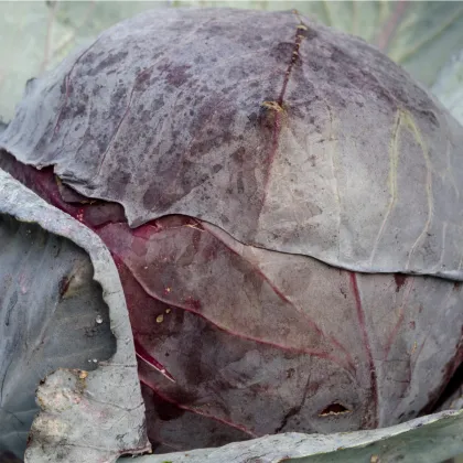 Zelí červené raní - Brassica oleracea - prodej semen zelí - 0,5 gr