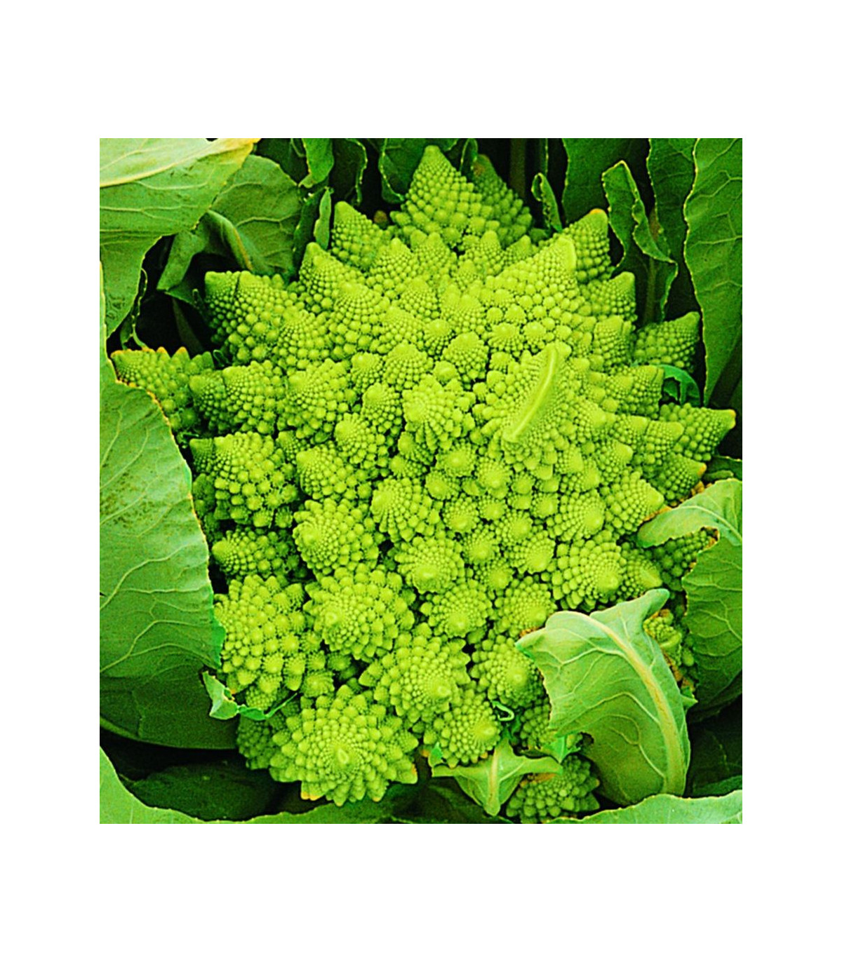 Květák Veronica F1 - Brassica oleracea - prodej semen - 10 ks
