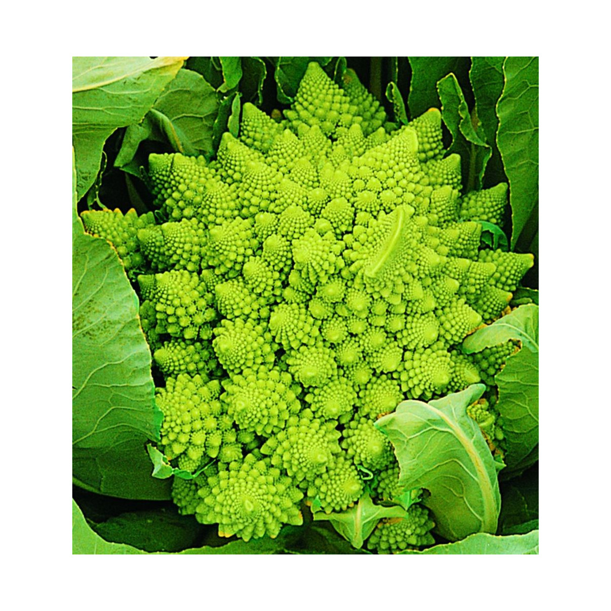 Květák Veronica F1 - Brassica oleracea - prodej semen - 10 ks