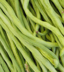 Semínka fazolu - Vigna sinensis - Vigna čínská Metro - 6 g