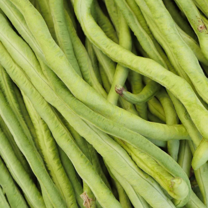 Semínka fazolu - Vigna sinensis - Vigna čínská Metro - 6 g