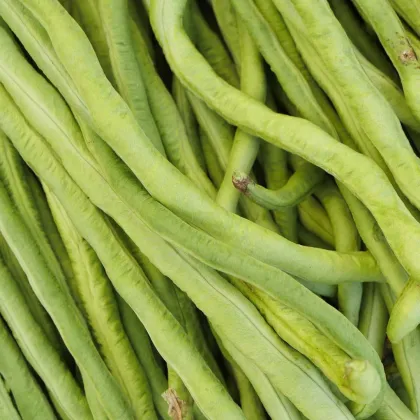 Semínka fazolu - Vigna sinensis - Vigna čínská Metro - 6 g