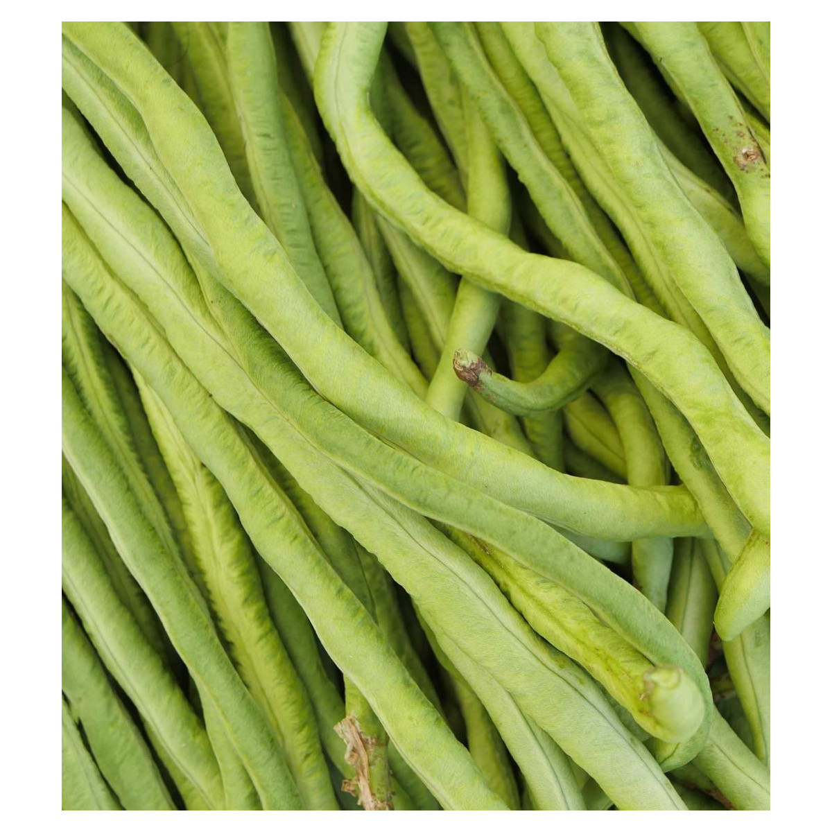 Semínka fazolu - Vigna sinensis - Vigna čínská Metro - 6 g