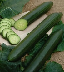 Okurka salátová hadovka Vista F1- Cucumis sativus - prodej semen - 10 ks