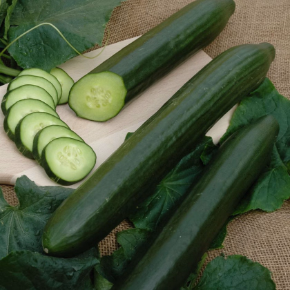 Okurka salátová hadovka Vista F1- Cucumis sativus - prodej semen - 10 ks