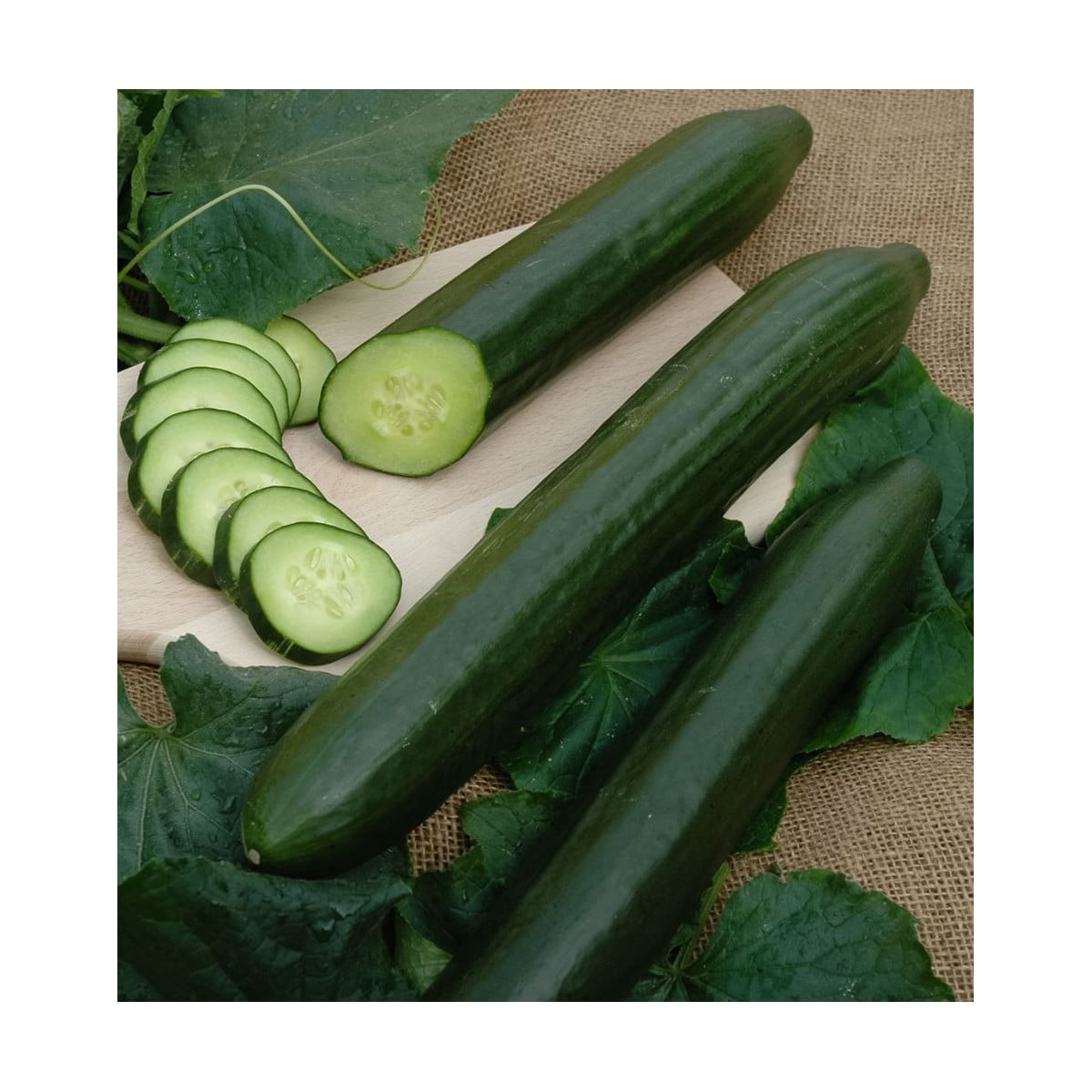 Okurka salátová hadovka Vista F1- Cucumis sativus - prodej semen - 10 ks