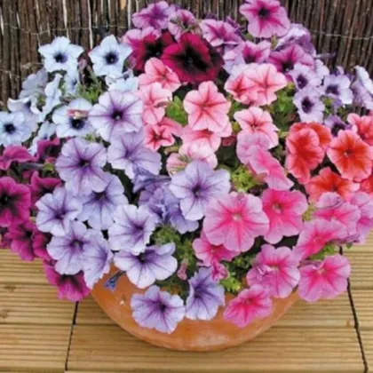 Petúnie Superbissima směs - Petunia nana compacta - prodej semen - 20 ks