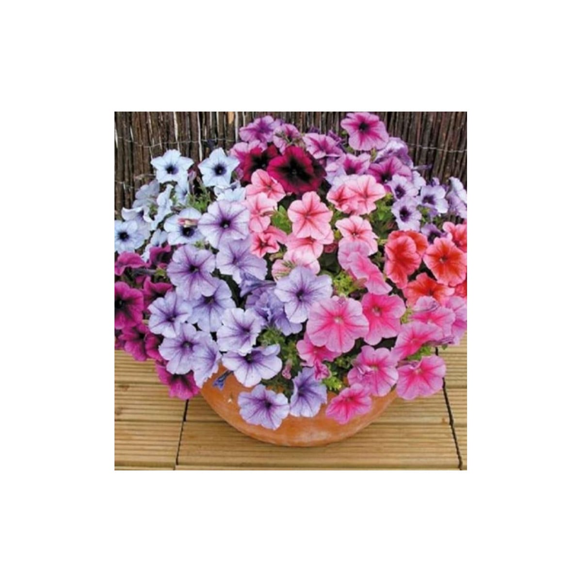 Petúnie Superbissima směs - Petunia nana compacta - prodej semen - 20 ks