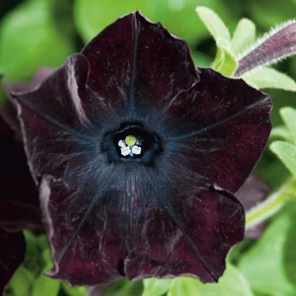 Petúnie Sophistica Blackberry F1 - Petunia grandiflora - prodej semen - 15 ks