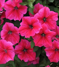 Petúnie Rose of Heavens růžová - Petunia nana compacta - prodej semen - 20 ks