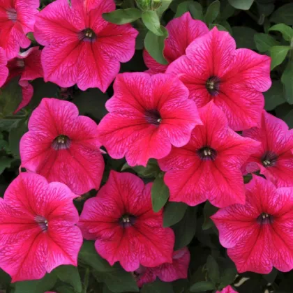 Petúnie Rose of Heavens růžová - Petunia nana compacta - prodej semen - 20 ks