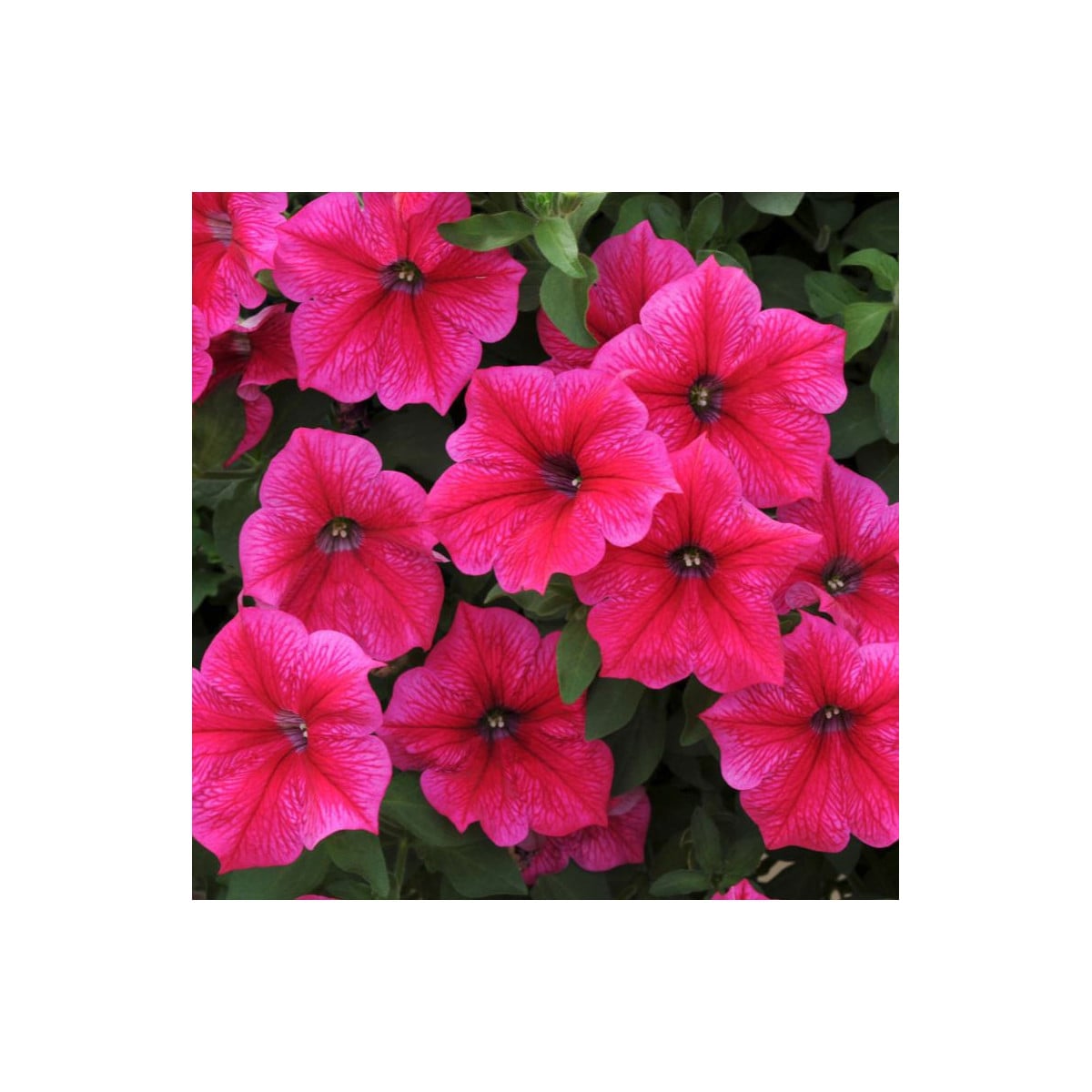 Petúnie Rose of Heavens růžová - Petunia nana compacta - prodej semen - 20 ks