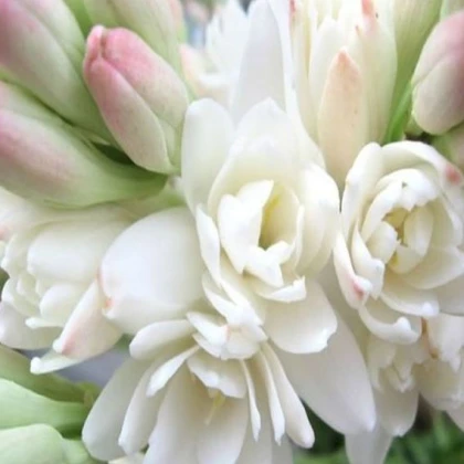 Tuberóza vonná - Polianthes tuberosa - prodej cibulovin - 1 ks