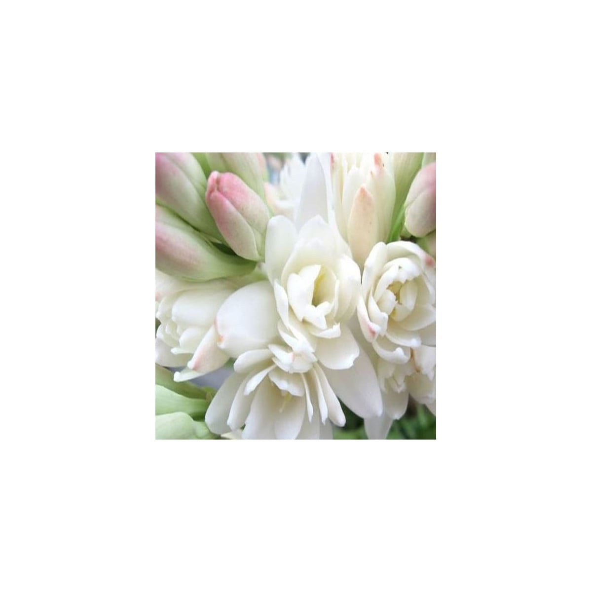 Tuberóza vonná - Polianthes tuberosa - prodej cibulovin - 1 ks