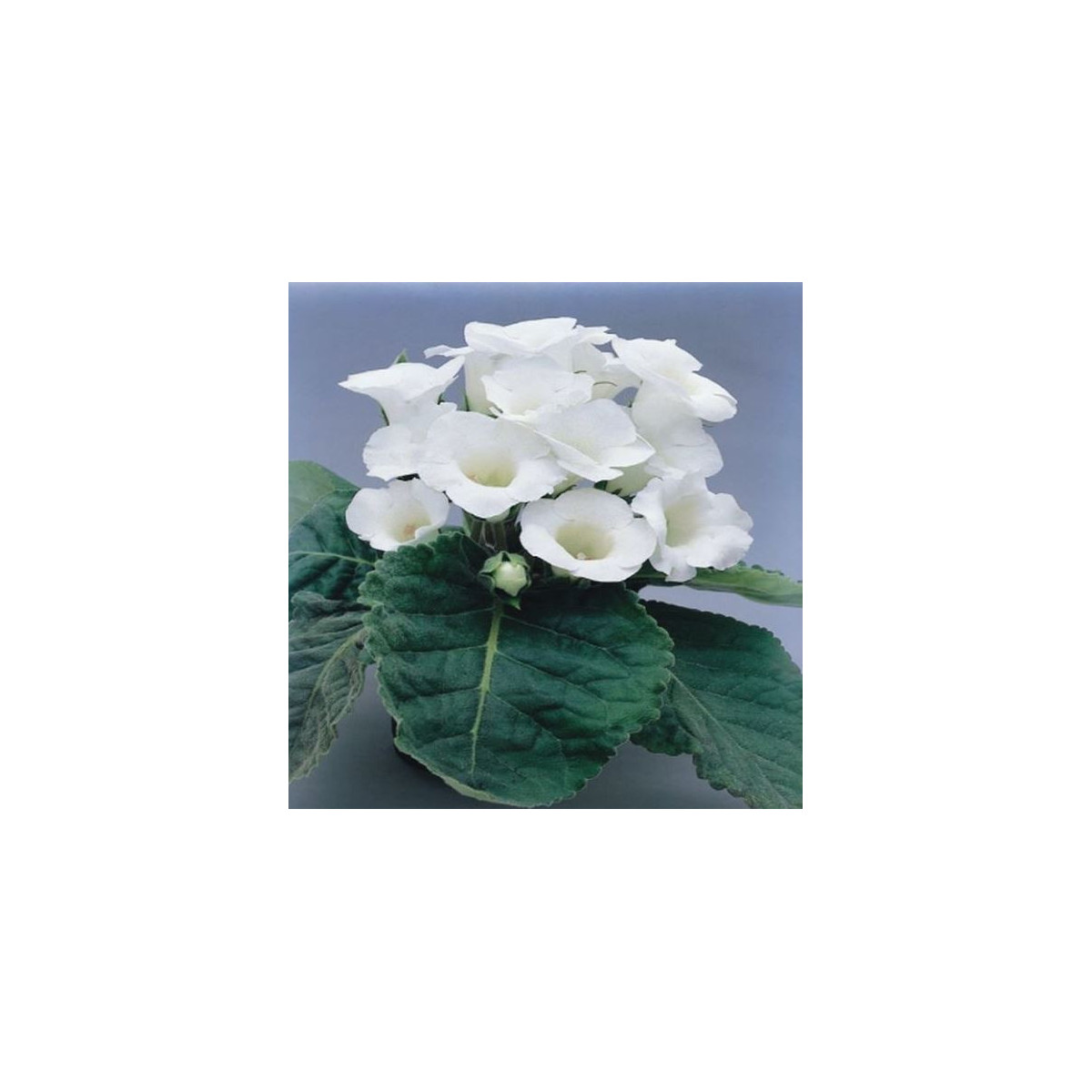 Gloxiníe Mont Blanc - Sinnigia speciosa - prodej cibulovin - 1 ks