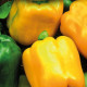 Paprika Gemini F1 - Capsicum annuum - semena - 10 ks