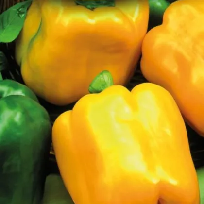 Paprika Gemini F1 - Capsicum annuum - semena - 10 ks
