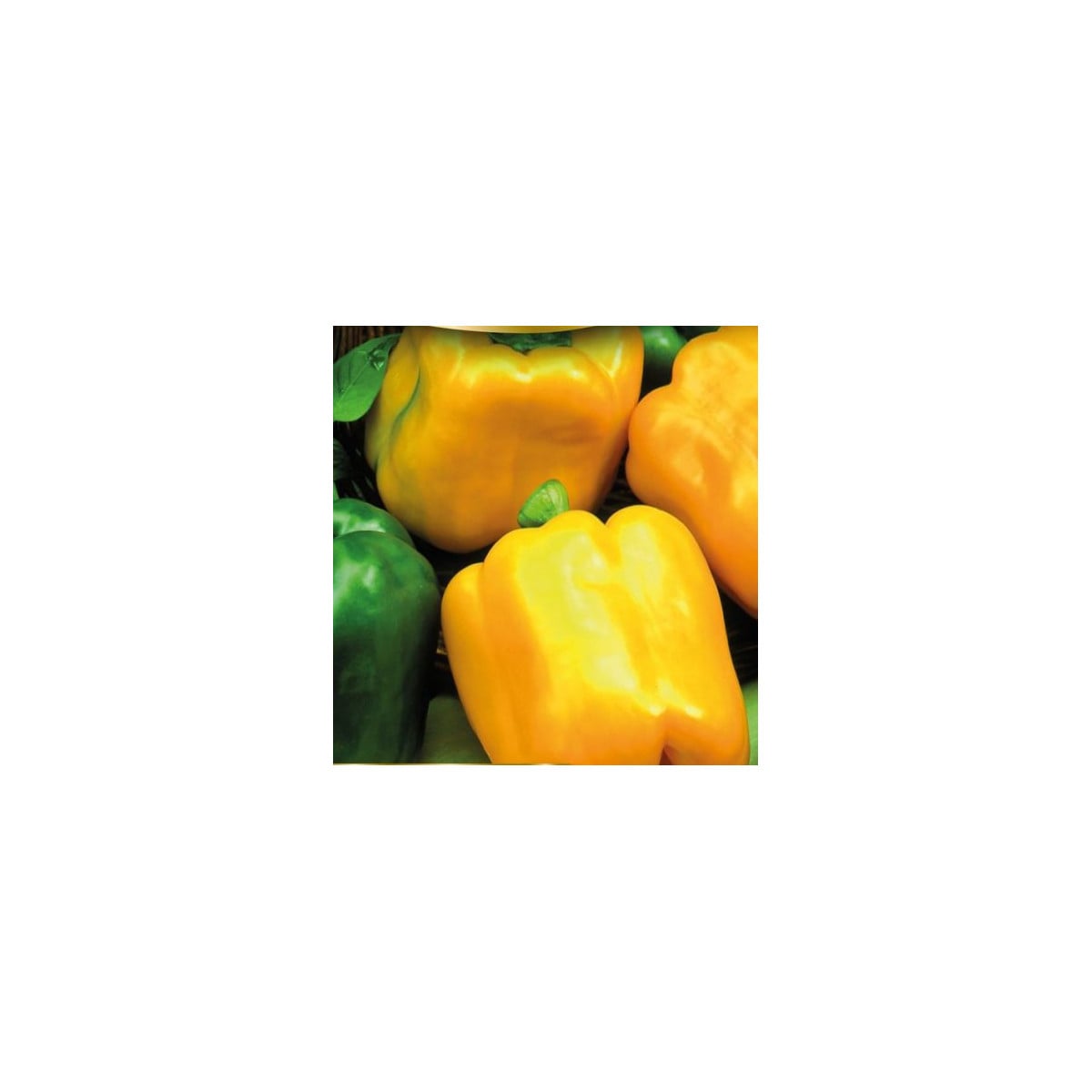 Paprika Gemini F1 - Capsicum annuum - semena - 10 ks