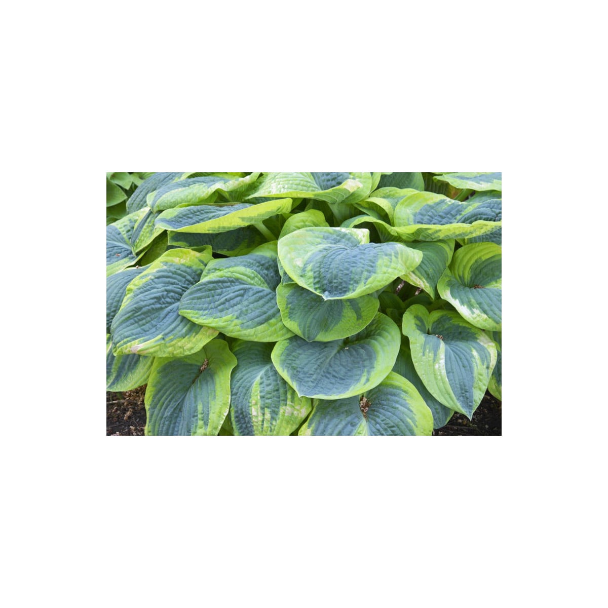 Hosta - Hosta Francess Williams - prodej cibulovin - 1 ks