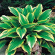 Hosta - Hosta Aureomarginata - prodej cibulovin - 1 ks