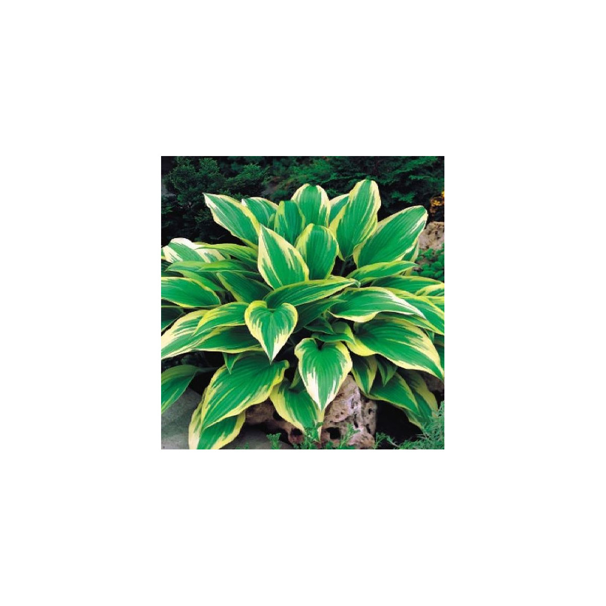 Hosta - Hosta Aureomarginata - prodej cibulovin - 1 ks