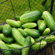 Semínka okurek - Cucumis sativus - Okurka nakládačka Vorgebirgstrauben - prodej semen - 20 ks