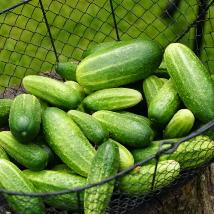 Semínka okurek - Cucumis sativus - Okurka nakládačka Vorgebirgstrauben - prodej semen - 20 ks