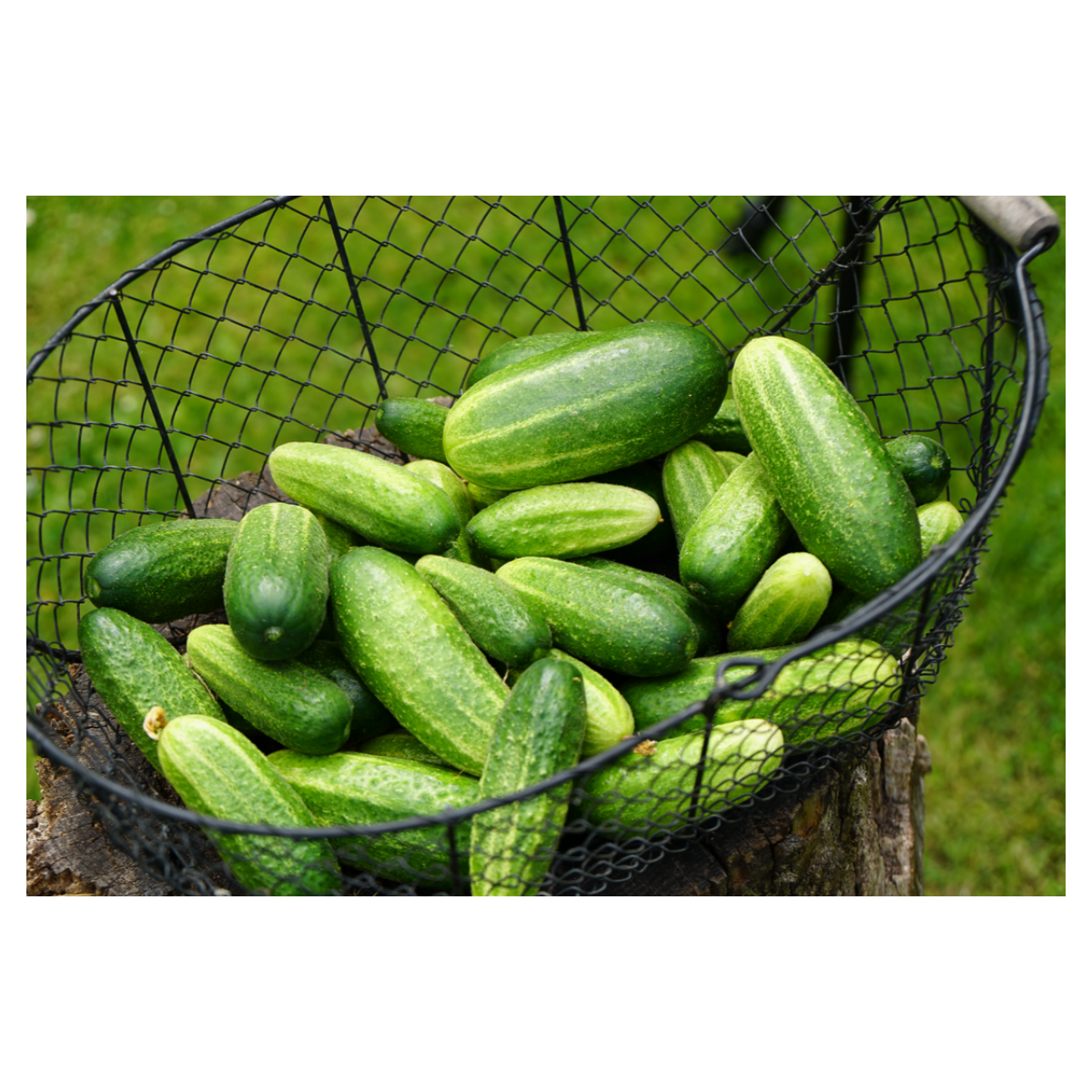 Semínka okurek - Cucumis sativus - Okurka nakládačka Vorgebirgstrauben - prodej semen - 20 ks