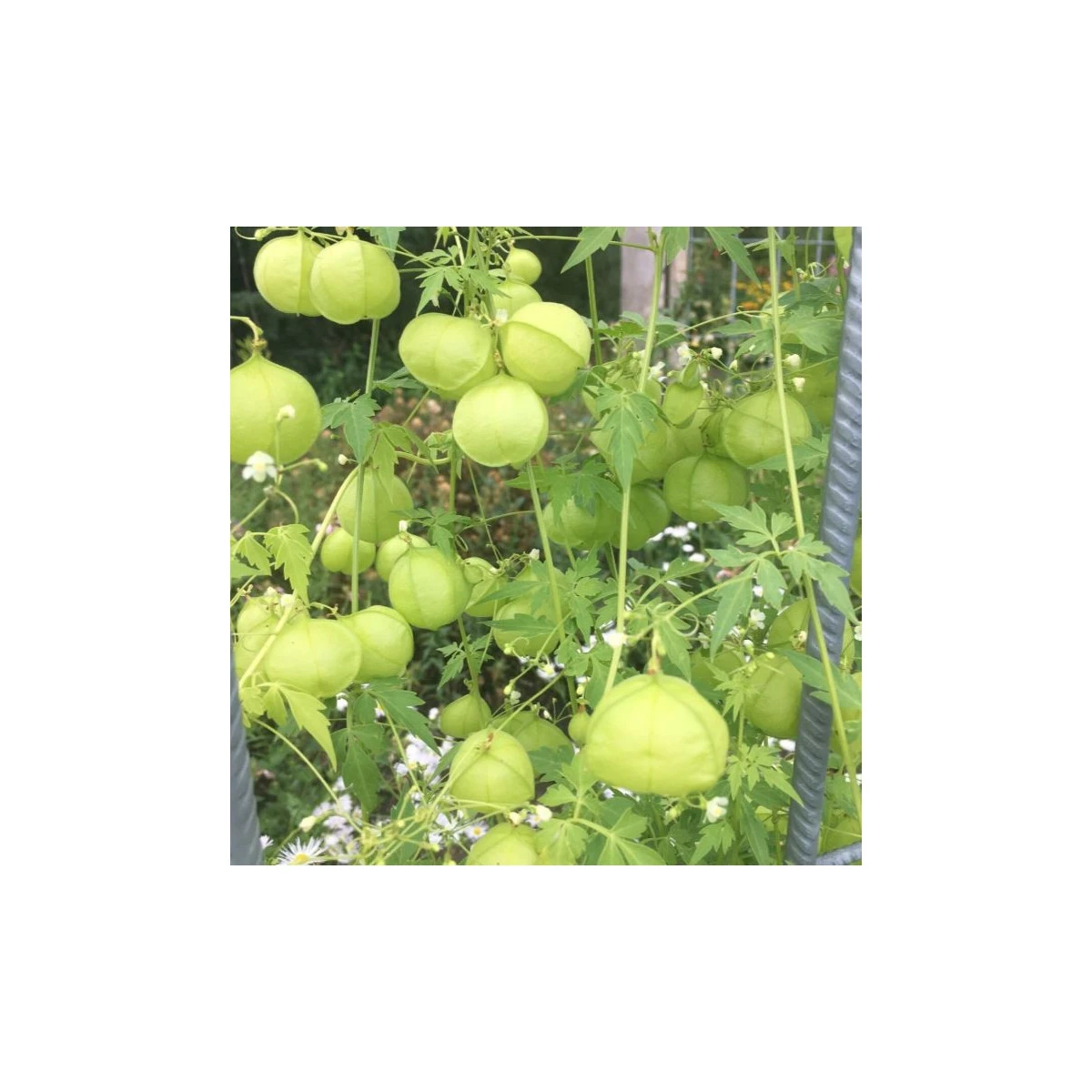 Srdcovnice nadmutá Ballonwein - Cardiospermum halicacabum - prodej semen - 15 ks