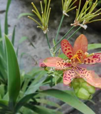 Angínovník čínský - Iris domestica - prodej semen - 5 ks