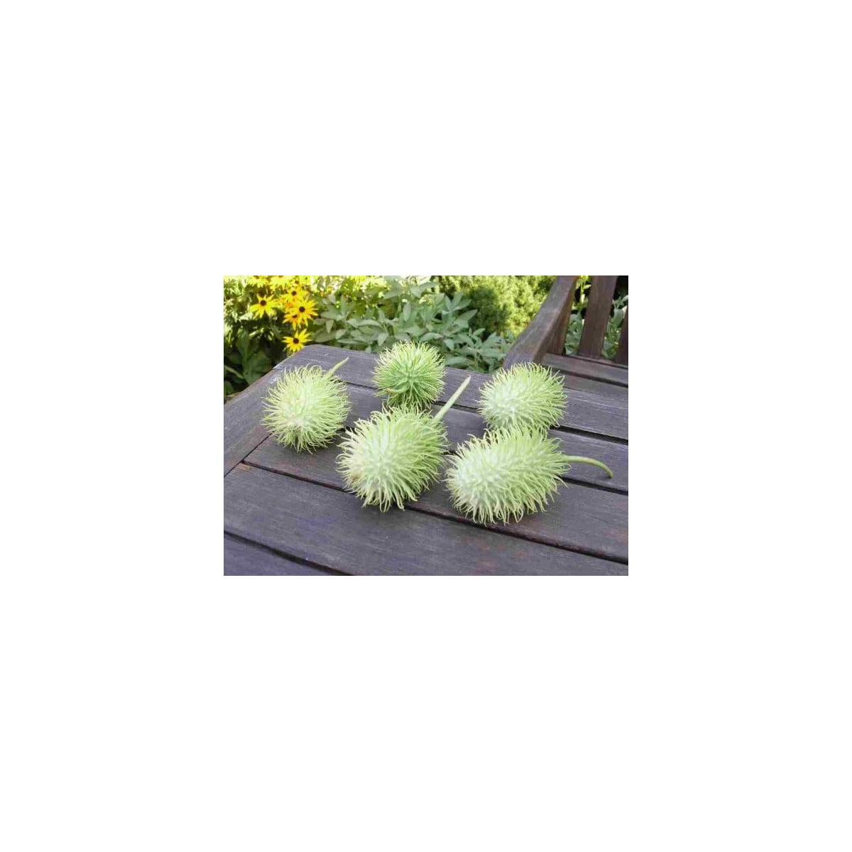 Okurka okrasná - Cucumis hirsutus - prodej semen - 6 ks