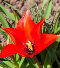Tulipán Linifolia - Tulipa - prodej cibulovin - 3 ks