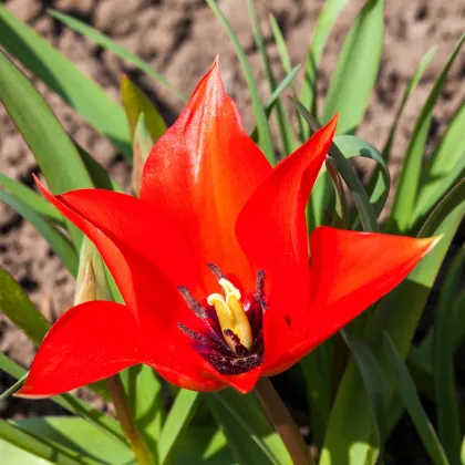 Tulipán Linifolia - Tulipa - prodej cibulovin - 3 ks