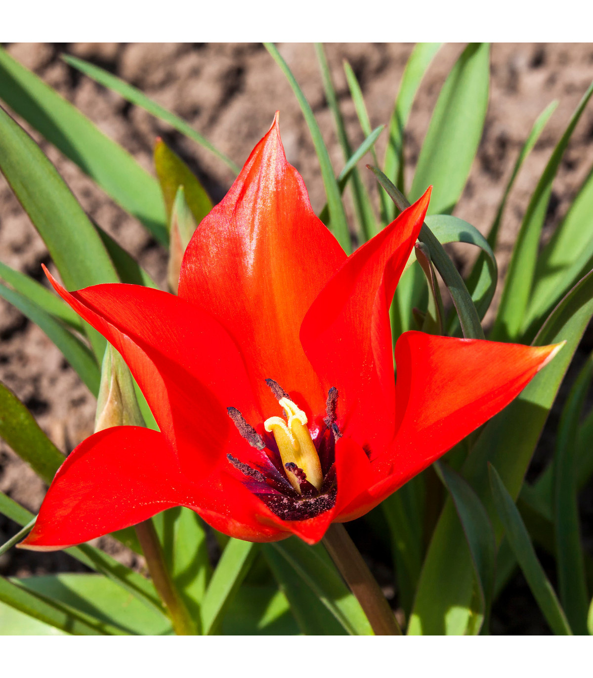 Tulipán Linifolia - Tulipa linifolia - cibuloviny - 3 ks