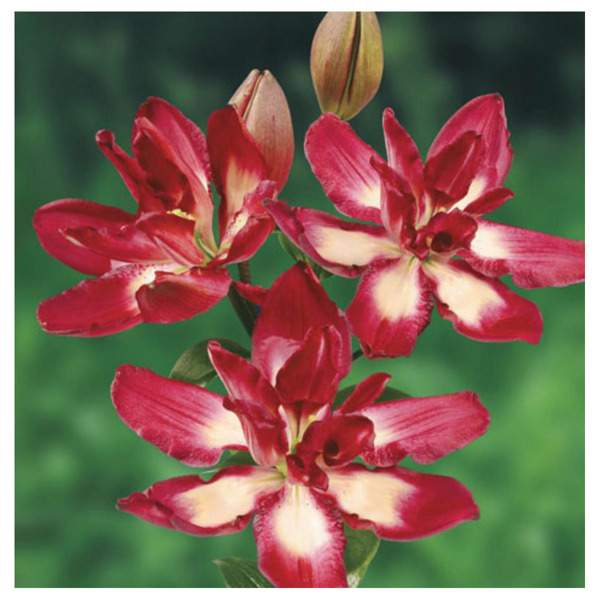 Lilie Double Sensation - Lilium - prodej cibulovin - 1 ks