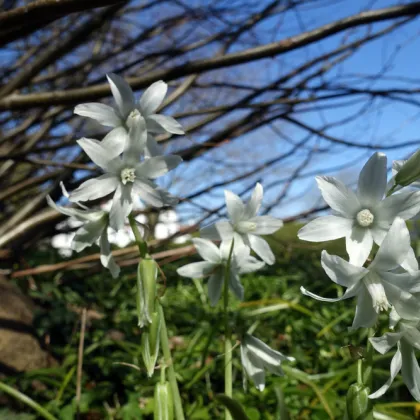 Snědek nicí - Ornithogalum nutans - prodej cibulovin - 3 ks