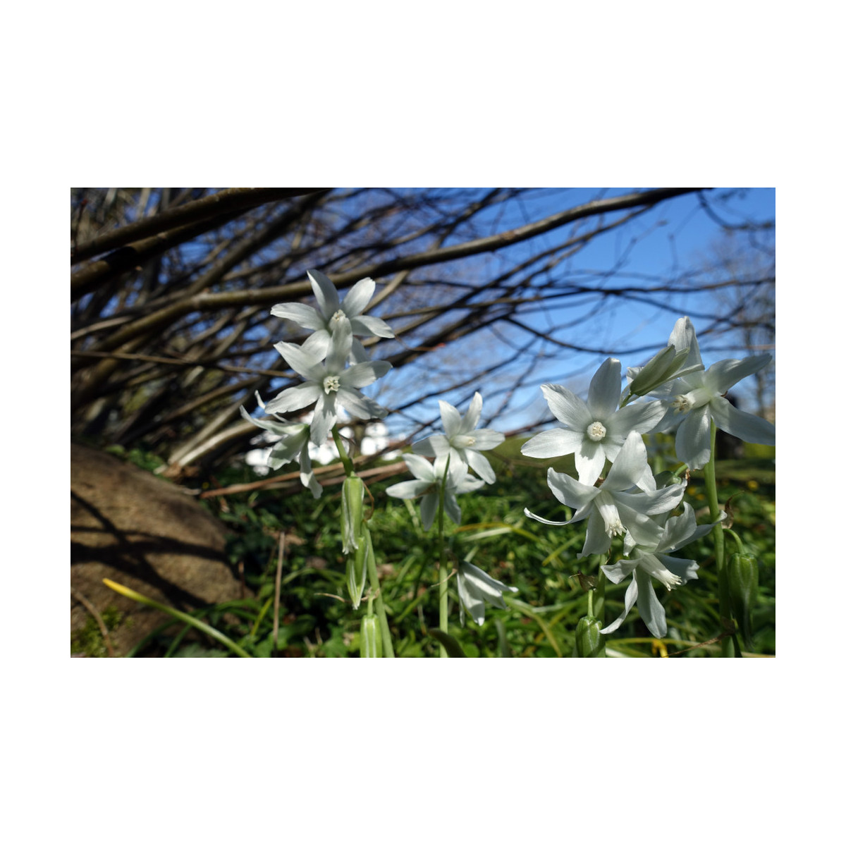 Snědek nicí - Ornithogalum nutans - prodej cibulovin - 3 ks