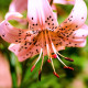 Lilie Pink tiger - Lilium - prodej cibulovin - 1 ks