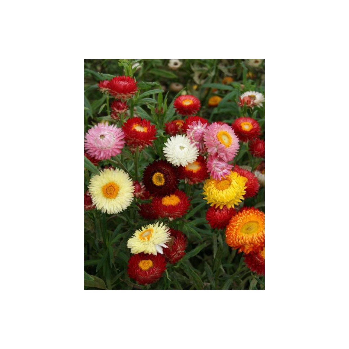 Slaměnka směs k sušení - Helichrysum bracteatum - prodej semen - 350 ks