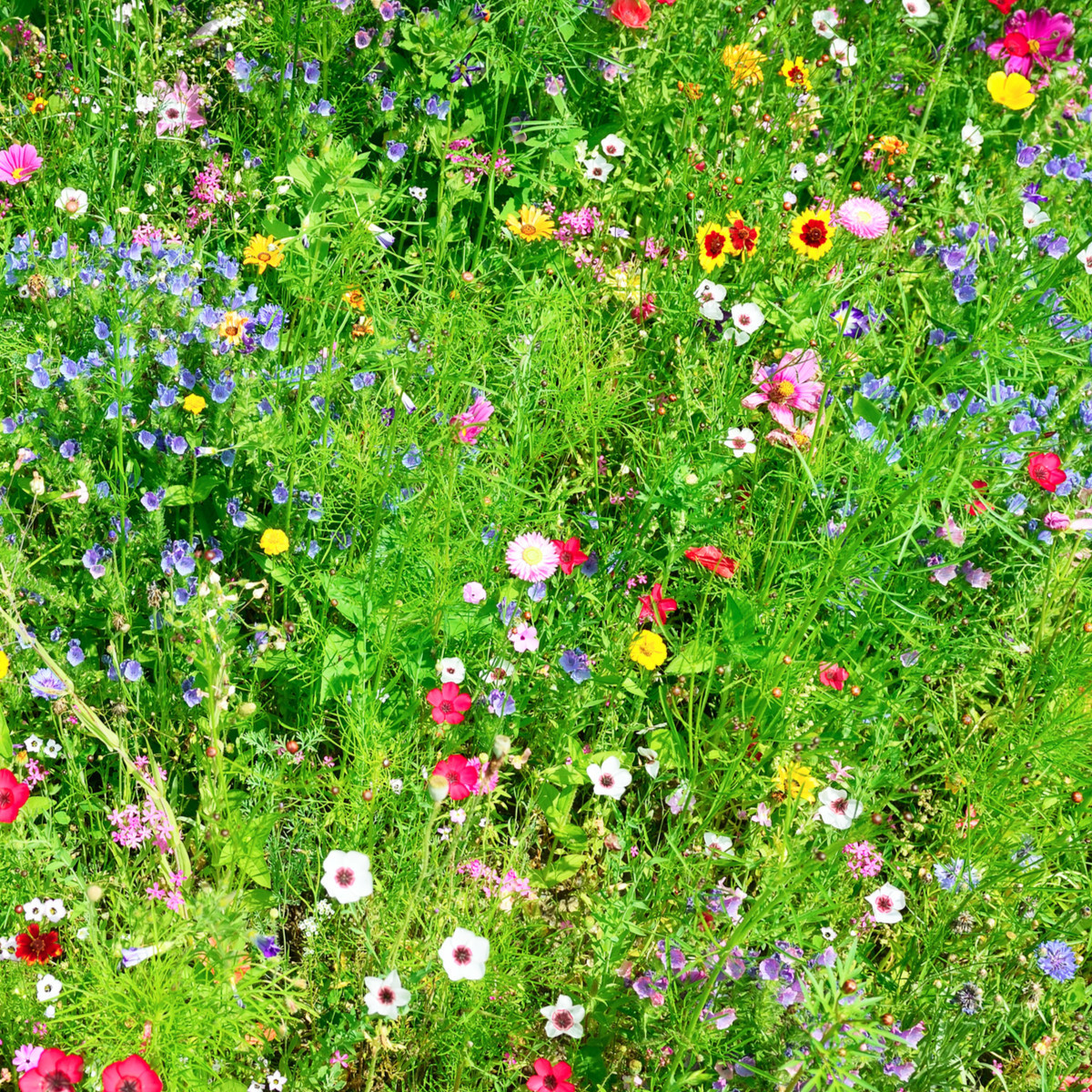 Letničky Romantická zahrada - směs - prodej semen - 0,9 g