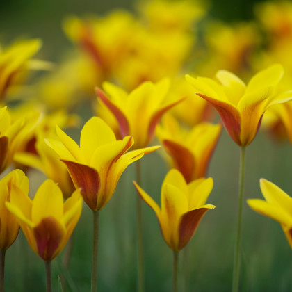 Cibule tulipánů do skalky - Tulipán Cynthia - podzimní cibuloviny - 3 ks