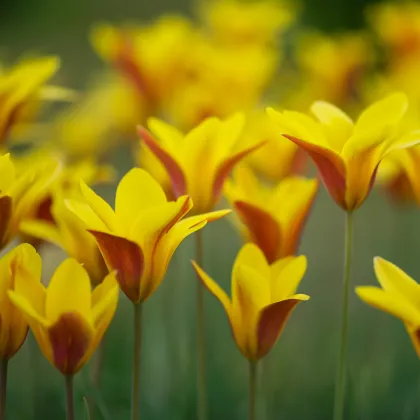 Tulipán Cynthia - Tulipa - prodej cibulovin - 3 ks