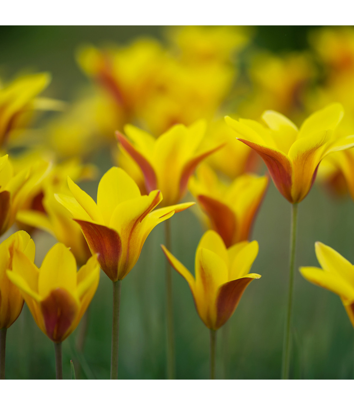 Tulipán Clusiana Chrysantha - Tulipa - prodej cibulovin - 3 ks