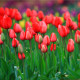 Tulipán Apeldoorn - Tulipa - prodej cibulovin - 3 ks